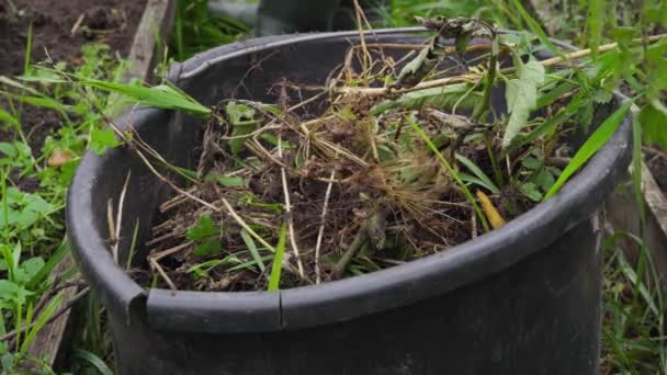 Déposer les mauvaises herbes du jardin dans un seau pour les convertir en engrais — Video