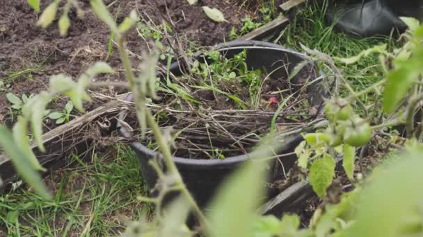 Déposer les mauvaises herbes du jardin dans un seau pour les convertir en engrais — Video