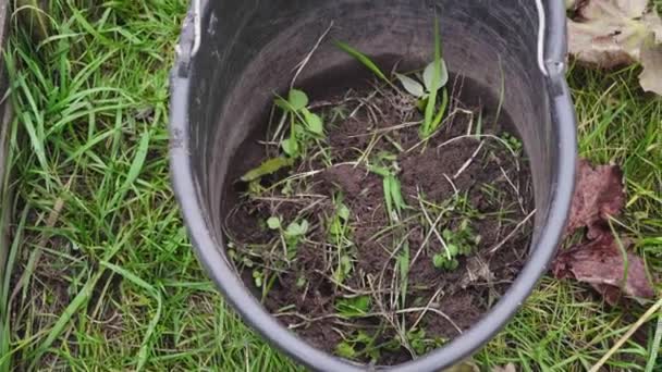 Onkruid uit de tuin laten vallen in een emmer om om te zetten in kunstmest — Stockvideo