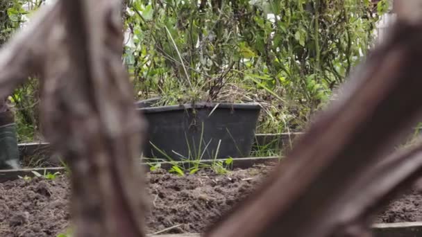 Onkruid uit de tuin laten vallen in een emmer om om te zetten in kunstmest — Stockvideo