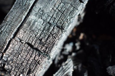 Yatakların toprağını kömürle gübrelemek. Yakın çekim, makro fotoğrafçılık.