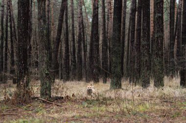 Köpek emre itaat eder ve ormandaki sahibine koşar.