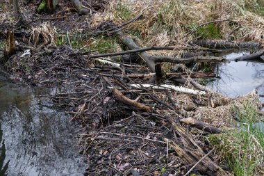 Baraj kunduzlar tarafından küçük bir dallar göletine inşa edildi.