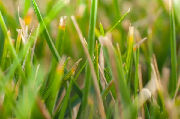 緑の芝生はマクロ写真で非常にクローズアップ — ストック写真