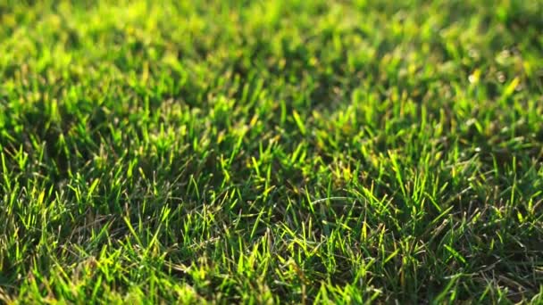En vacker grön gräsmatta badade i varma solstrålar — Stockvideo