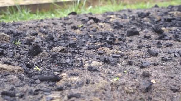 Patul de grădină este presărat cu cărbune negru pentru a fertiliza solul — Videoclip de stoc