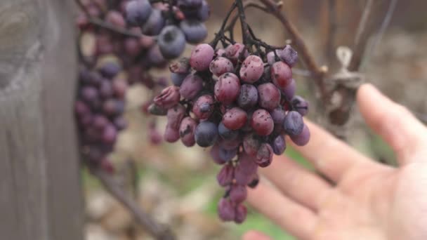 Evaluation manuelle des pertes de vendanges dans le vignoble après un claquement de froid. — Video