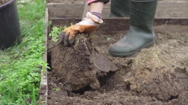 Vor dem Überwintern in Zeitlupe den Boden des Beetes mit einer Schaufel ausgraben — Stockvideo