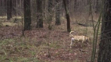 Yakalı açık kahverengi köpek ormanda yürüyor.