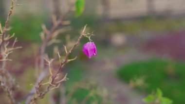 Güzel, parlak, yalnız pembe çiçek bir çalılığın çıplak dalında sallanıyor.