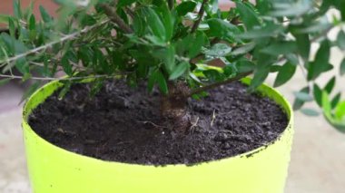 Kapalı bir zeytin ağacını açık bir tencerede sulamak.