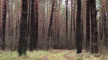 Mutlu açık kahverengi köpek sonbahar ormanlarında koşar.