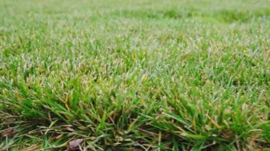 Özel bir arsada biçilmiş yeşil çimenler.