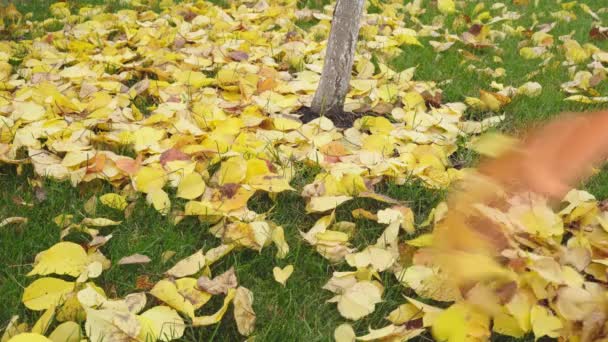 Pulizia foglie gialle cadute con un rastrello dal prato in autunno — Video Stock