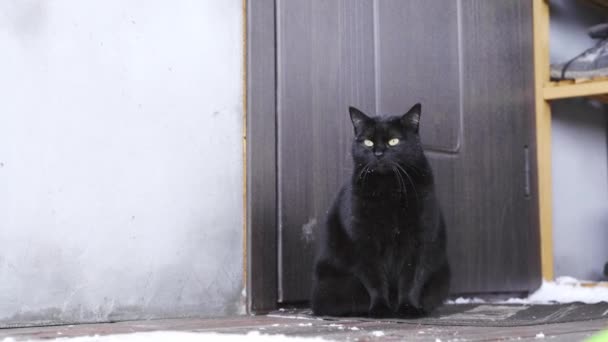 Un gatto grassoccio nero si siede sulla soglia di fronte alla porta e impasta le zampe dal freddo — Video Stock