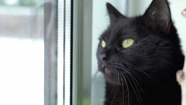 Gato preto com grandes olhos verde-amarelos olha pela janela no inverno — Vídeo de Stock