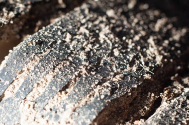 Kış lastiği kumda yürür. Kapalı çekim, makro fotoğraf.