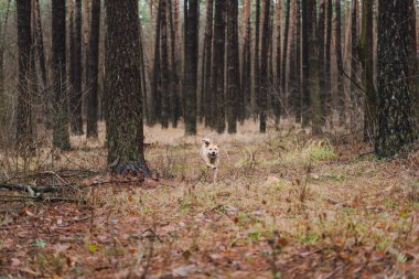 Bir köpek sonbahar ormanından kaçar.