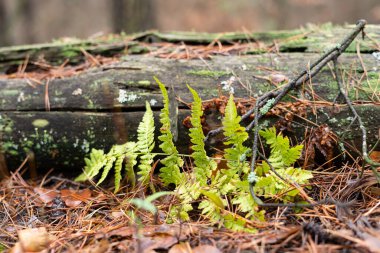 Çam ormanındaki çürük bir ağacın yanında küçük bir eğrelti otu fidanı yetişiyor.