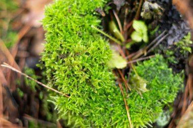 Sonbaharda ormanda büyüyen parlak yeşil yosunlar.
