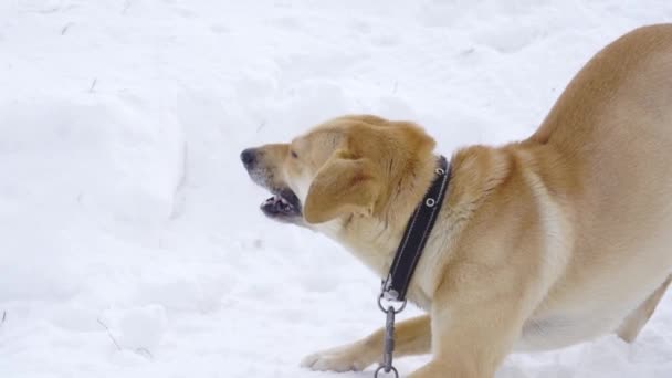 Seekor anjing cokelat muda makan tulang dalam gerakan lambat di musim dingin pada tali — Stok Video