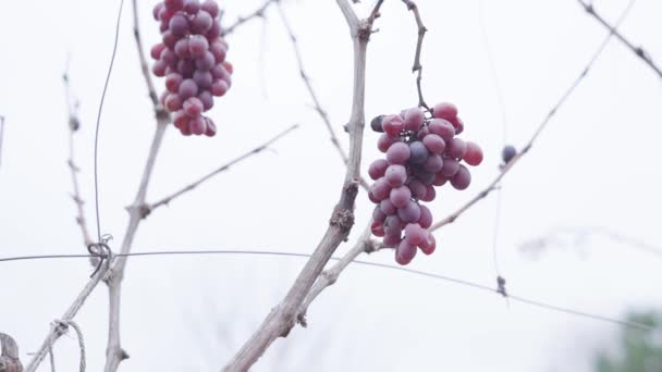 Colheita de uva muito pequena na vinha — Vídeo de Stock