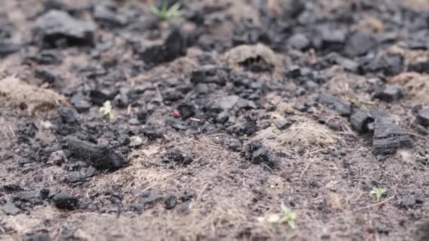 A cama do jardim é polvilhada com carvão para fertilizar o solo antes de plantar. — Vídeo de Stock