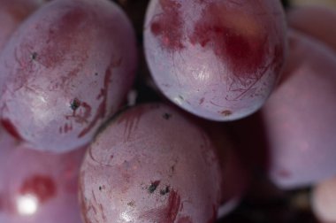 Üzüm bağında yetişen kırmızı üzümler. Yakın çekim, makro fotoğraf.