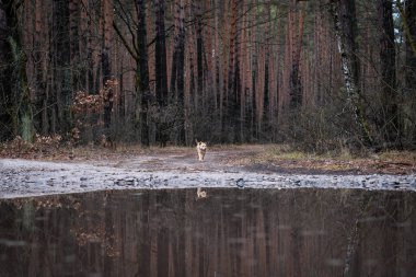 Kahve renkli köpek sonbahar ormanında yürüyor.