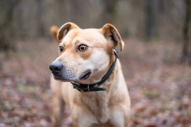 Açık havada ormanda açık renkli genç bir köpeği eğitiyorum.