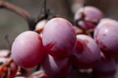 Donmuş üzümler, yakın plan, makro fotoğraf.
