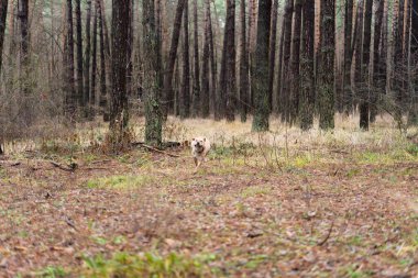 Açık havada ormanda açık renkli genç bir köpeği eğitiyorum.