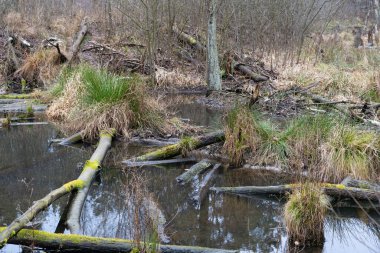 Sonbahar ormanı göleti, devrilmiş ağaçlar, devrilmiş kunduzlar.