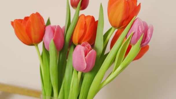 Délicat bouquet riche de tulipes fraîches de printemps de couleur rouge et rose — Video