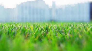 Parlak doymuş bahar manikürlü yeşil renkli çimen kıştan sonra