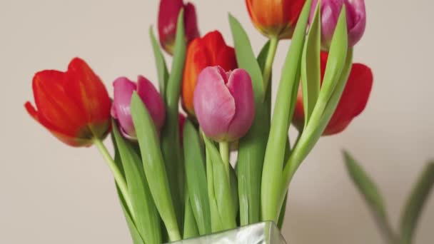 Ramo saturado de tulipanes multicolores sobre un fondo beige — Vídeos de Stock