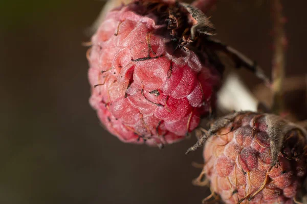 Lost harvest of frozen raspberries close up, macro photography