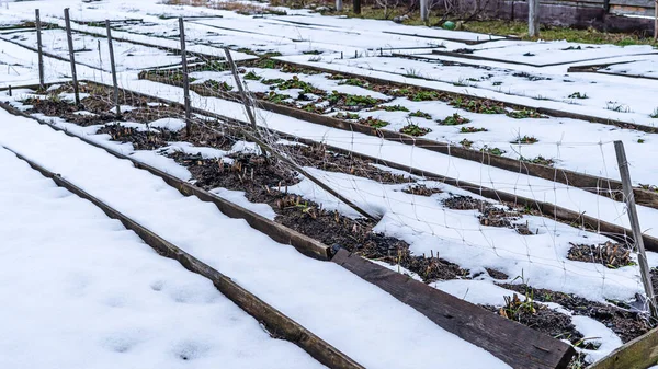 Domowe Łóżka Ogrodowe Pokryte Śniegiem Wiosną Nieoczekiwany Śnieg Dla Ogrodników — Zdjęcie stockowe