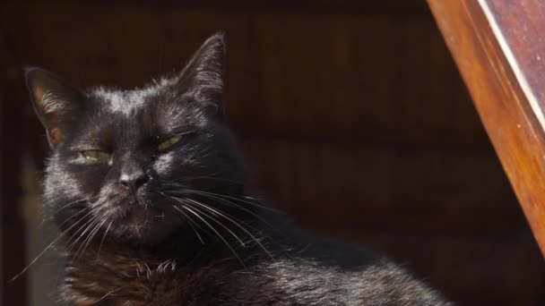 Fekete macska epikus vizsgál -a területén a szél -ban lassított felvétel, alsó nézet — Stock videók