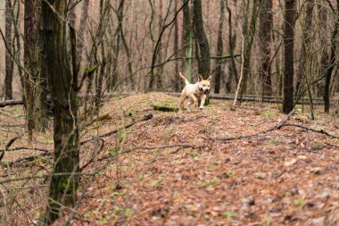 Açık havada ormanda açık renkli genç bir köpeği eğitiyorum.