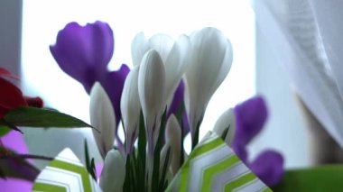 Young white crocuses in festive packaging close-up