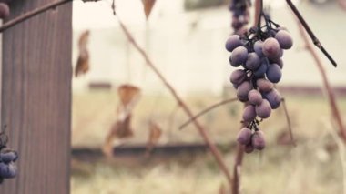 Üzüm bağında asılı solmuş bir demet mavi üzüm.