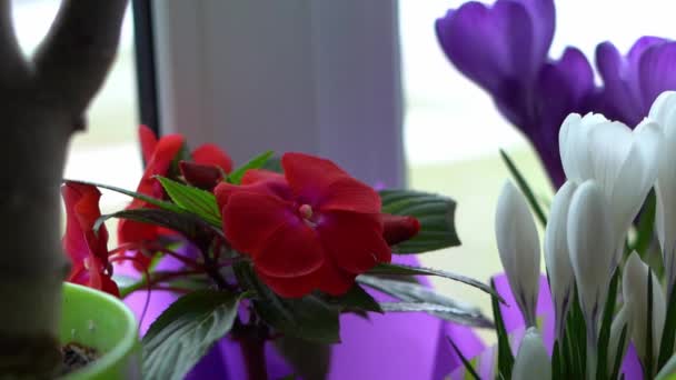 Bálsamo vermelho bonito flor fica no peitoril da janela em um pote — Vídeo de Stock