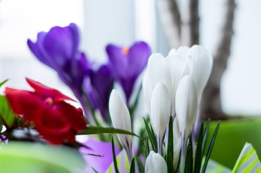 Pencere kenarına yakın çekimde patlamamış güzel bir çiçek.