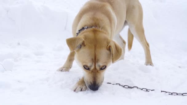 Un perro hambriento en una cadena en invierno roe algo sabroso con avaricia — Vídeos de Stock