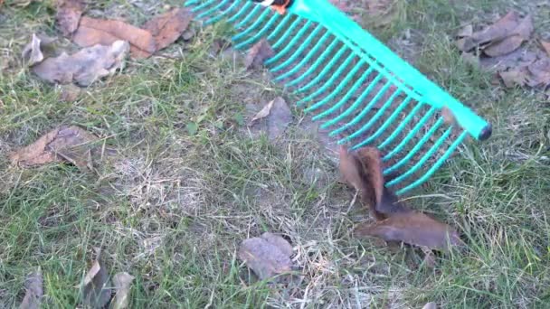 Reinigen van het gazon na de winter van herfstbladeren en voorbereiden op het herstel en bemesting van het gazon gras — Stockvideo