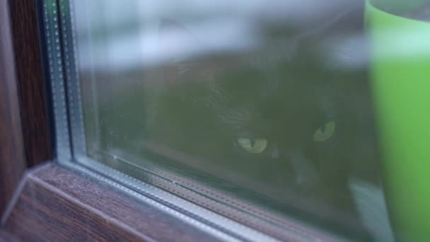 Schwarze Katze schaut aus dem Fenster, während sie drinnen auf der Fensterbank sitzt, Blick von der Straße — Stockvideo