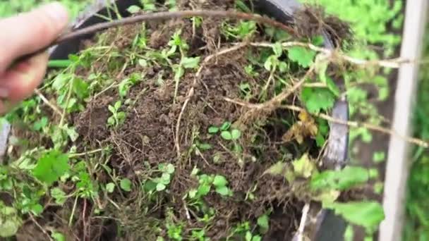 Rotation of a bucket of weeds from a garden bed in slow motion — Stock Video