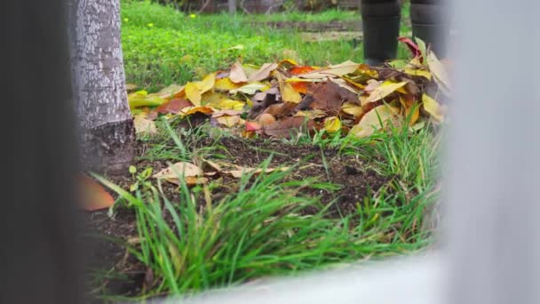 Czyszczenie opadłych żółtych liści zgrabiarką z trawnika jesienią — Wideo stockowe