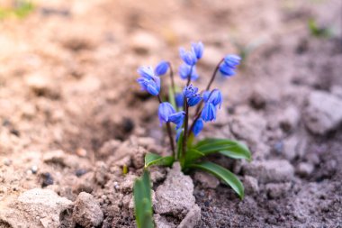 Toprakta büyüyen parlak mavi renkli BlueBell.